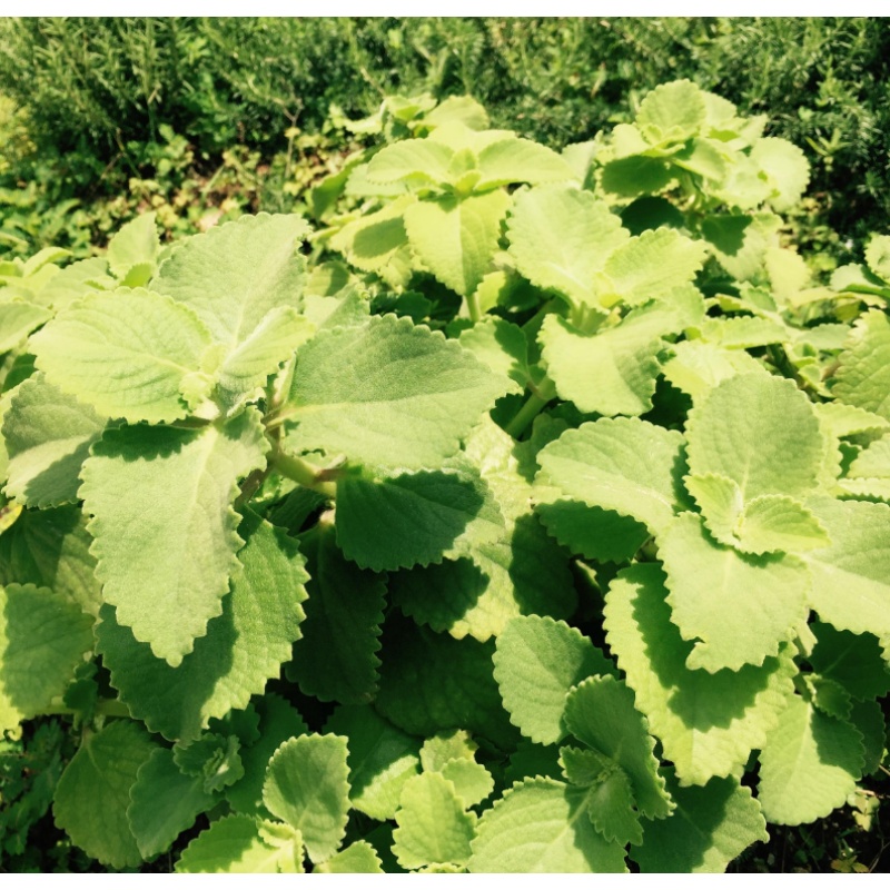 园艺 左手香盆栽苗 广藿香洋薄菏还魂草 绿植盆栽 苗带原土 不含盆