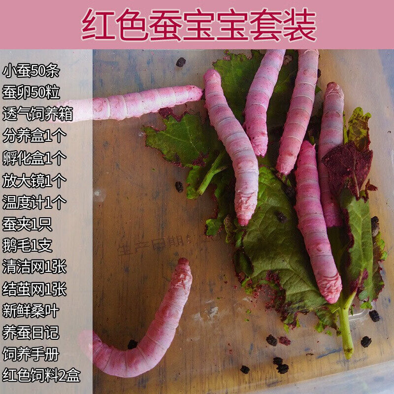 蚕宝宝套装 学生科普养蚕 白蚕金丝蚕彩色蚕宝宝蚕卵 蚕宝宝食物 新鲜