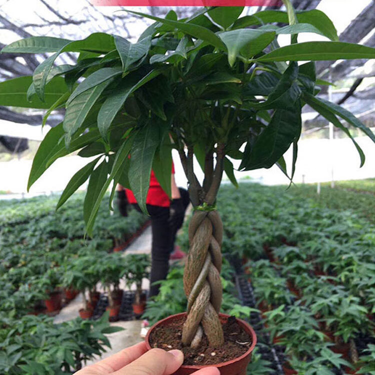 五辫子发财树盆栽植物室内客厅招财小摆件真树桌面盆景五辫摇钱树 五