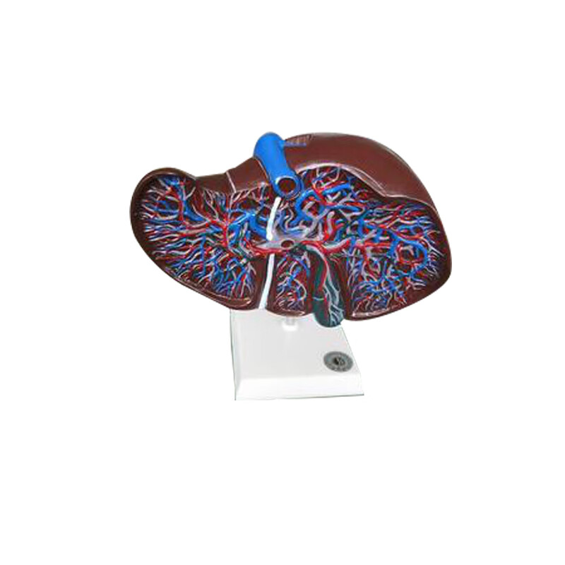 肝脏解剖模型 肝模型 教学模型  肝脏模型 肝模型