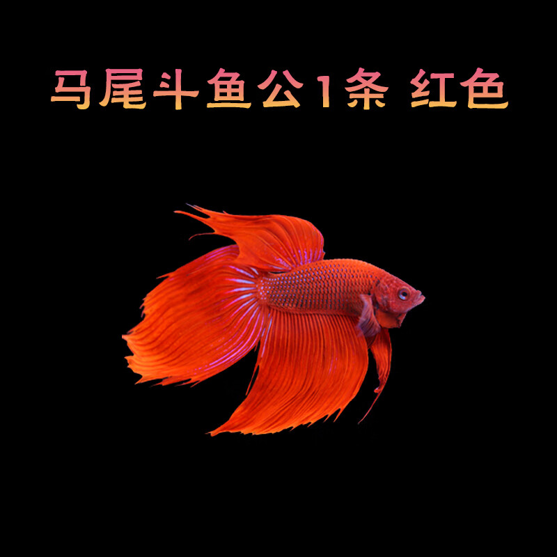 泰国斗鱼半月活鱼马尾活体将军狮王公母淡水鱼巨斗热带小型观赏鱼