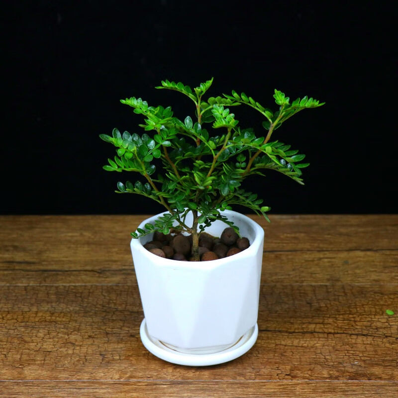清香盆栽胡椒木室內(nèi)盆景清香木四季常青綠植好養(yǎng) 胡椒木2年苗 不含盆