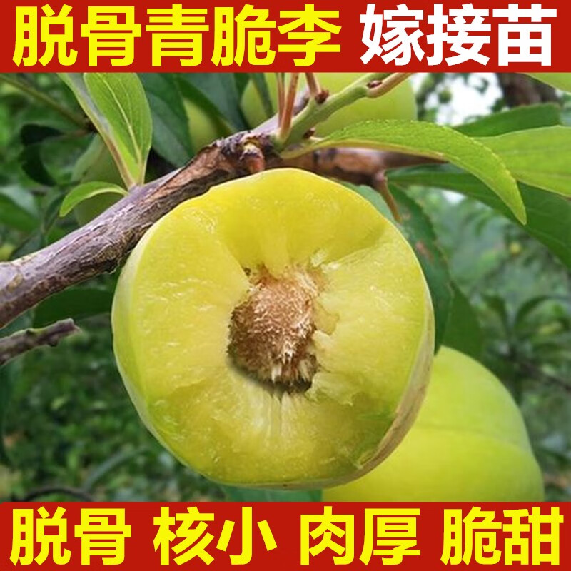 青脆李 嫁接青脆李子树苗 早熟清脆李苗 晚熟青翠李 高产青脆李 2年苗