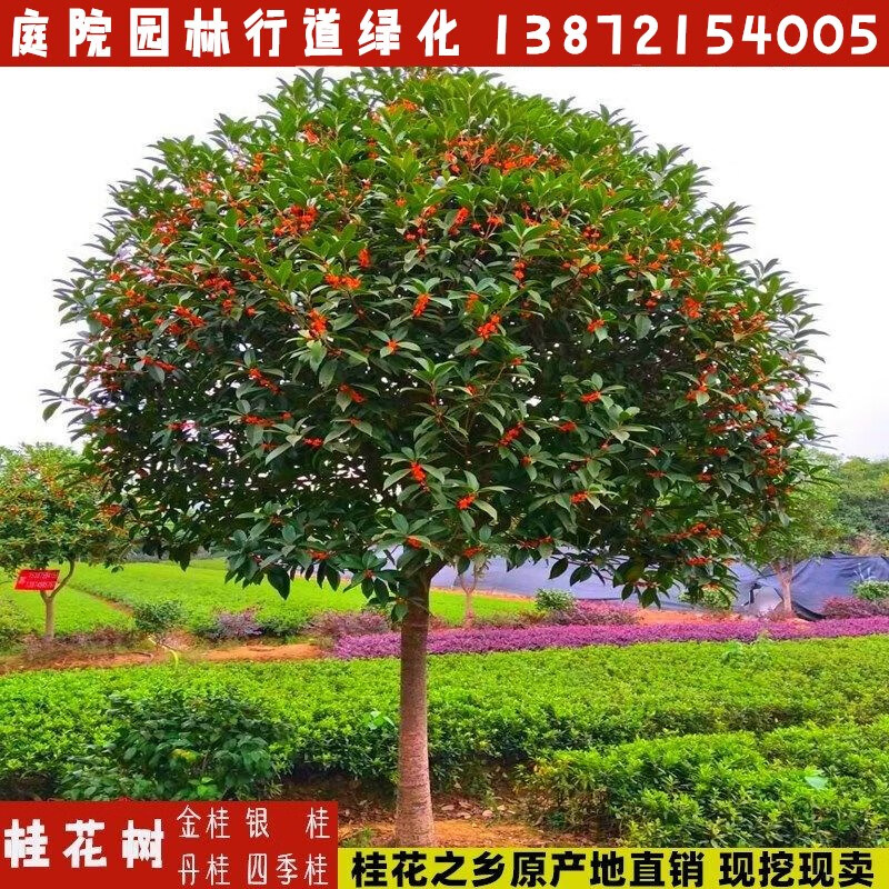 丹桂红桂花状元红朱砂金桂四季桂苗大树庭院盆栽征地 直径2公分金桂