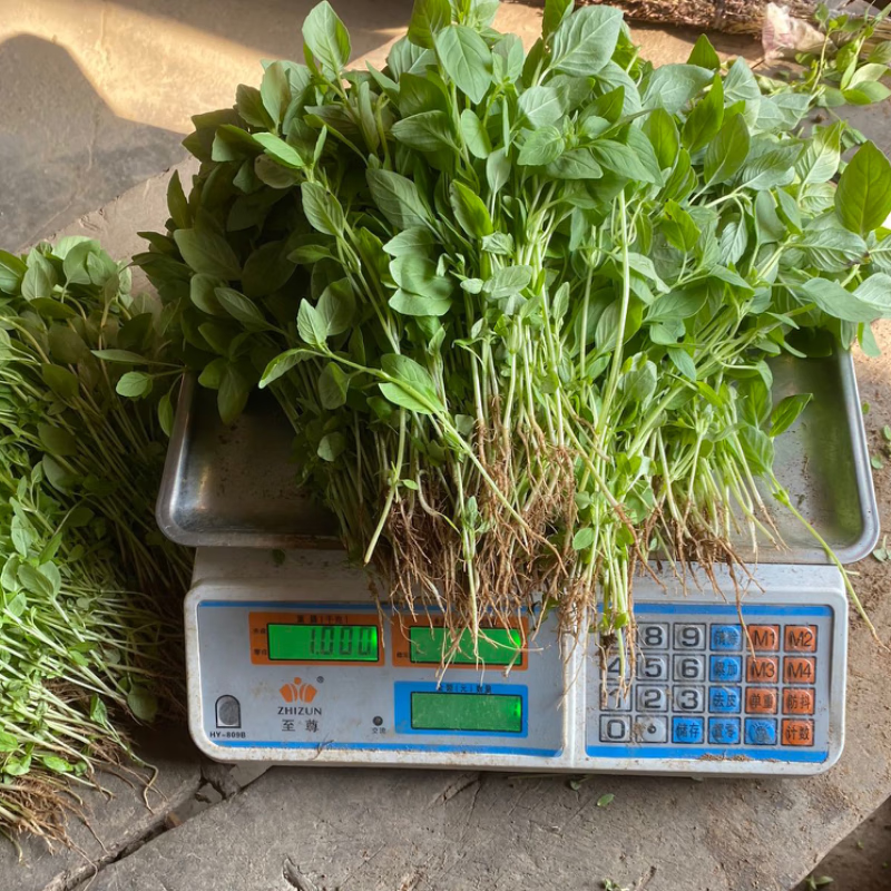 荆芥菜新鲜现摘现发河南荆菜大叶农家自种荆棘菜 带根新鲜荆芥 现摘现发一斤