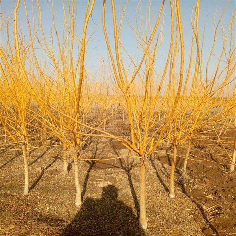滨淇金枝槐嫁接黄金槐树苗金丝槐龙爪槐绿化苗 5公分粗【金枝槐】