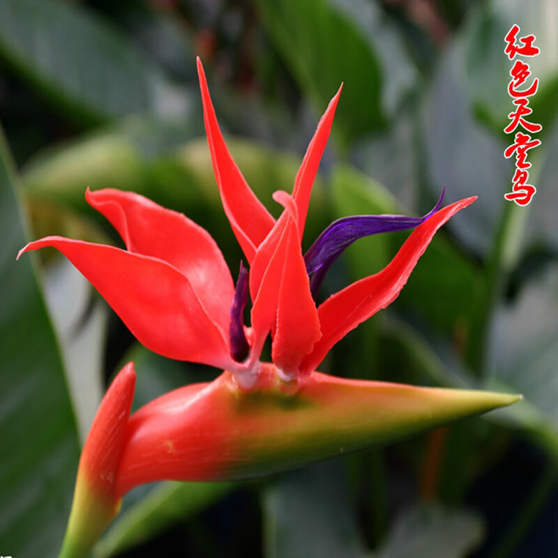 苓芊天堂鸟盆栽真花鹤望兰花卉室内开花植物吸绿植水培 红色(一盆三颗