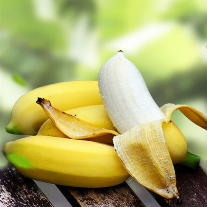 铭证皇帝蕉树苗南方苹果蕉红香蕉小米蕉苗粉蕉苗抗寒盆栽种植水果树苗