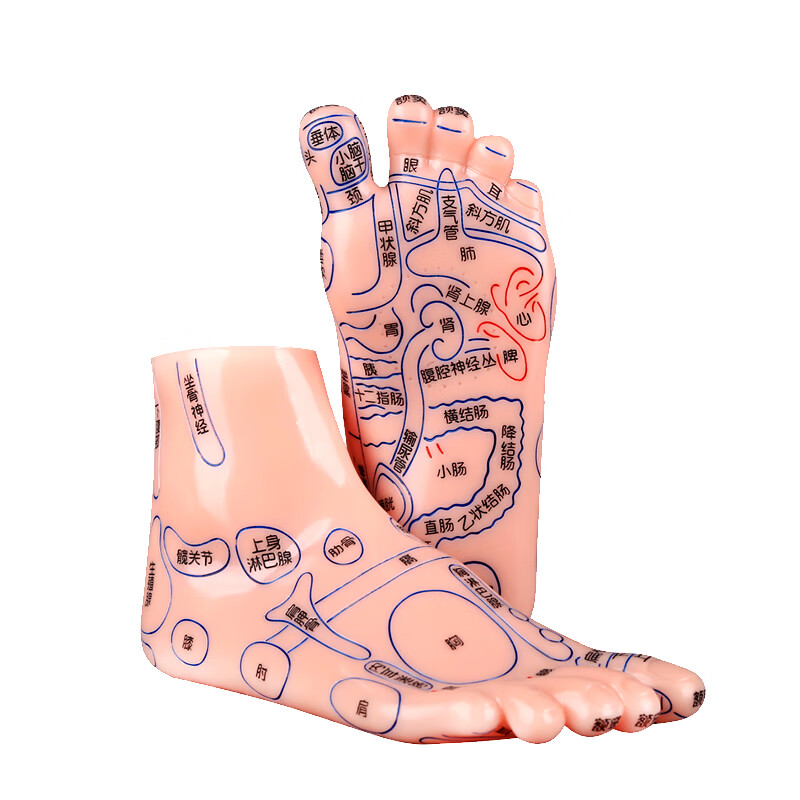 天协经络通足模足部反射区模型20cm长中医足疗穴位针灸模型按摩脚