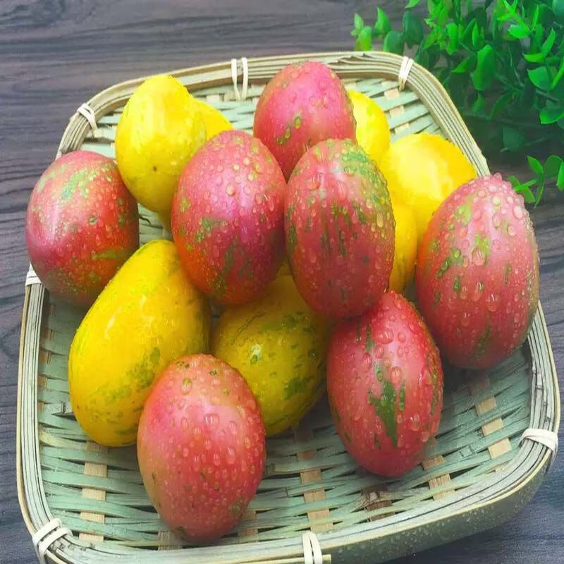 东北小园新开园新鲜柿子农家黄虎皮柿子花皮球柿子即食番茄水果 皮球