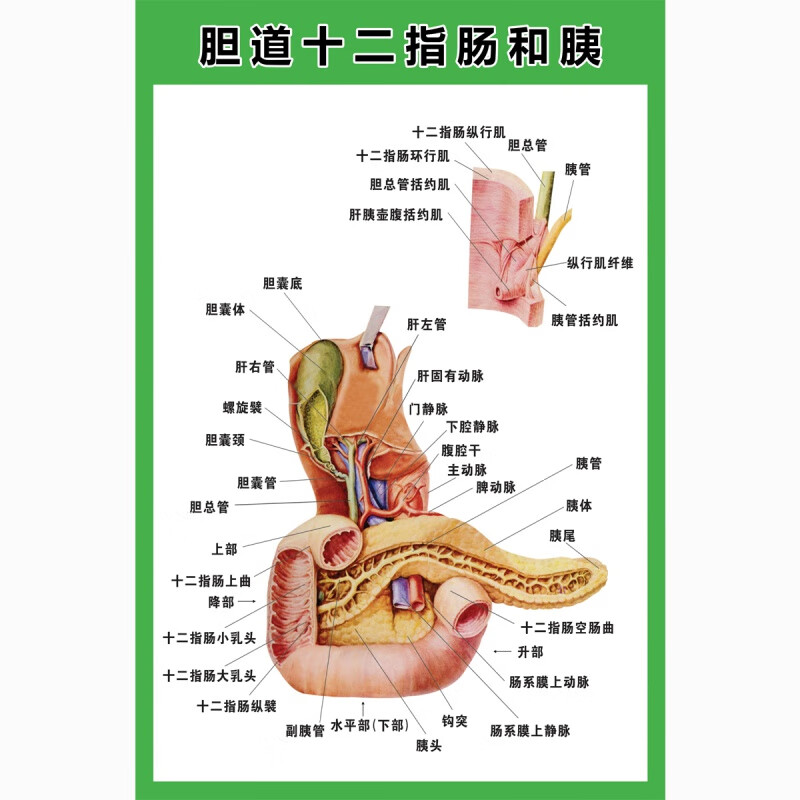 图医学宣传挂图人体器官心脏结构图医院海报 z113a-胆道十二指肠和胰