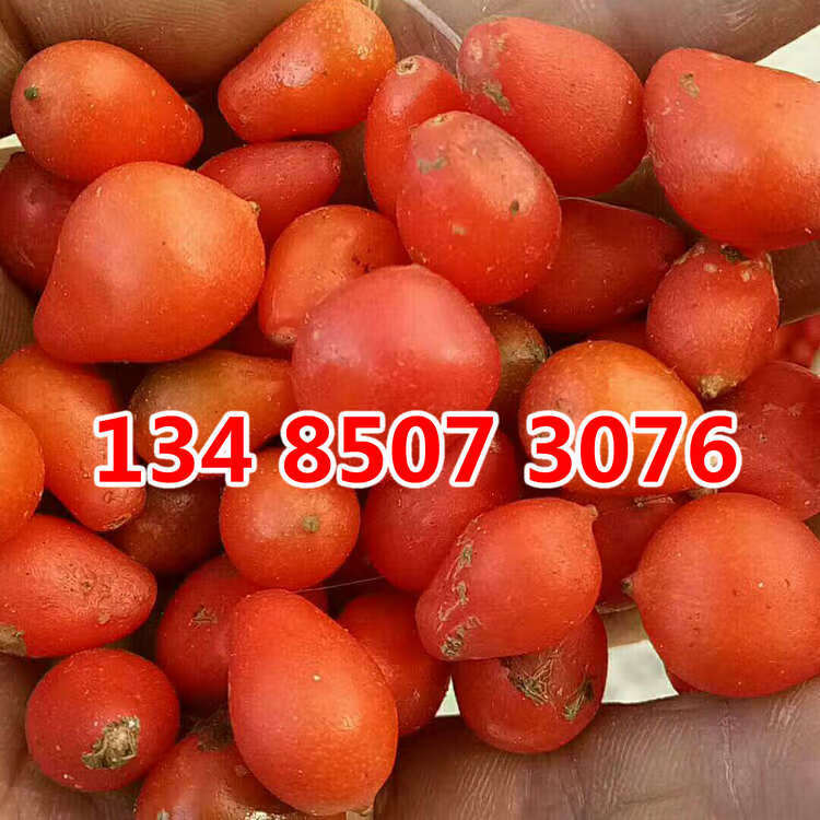 盆栽万年青种子 广东万年青 常青 大叶绿植 中华万年青种子qcdd 万年