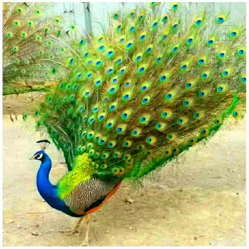 孔雀活体苗公母一对花孔雀白孔雀大型观赏鸟孔雀幼苗宠物鸟 2个月孔雀