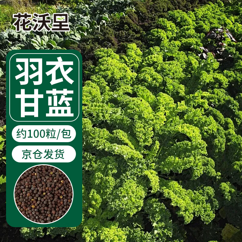 花沃里羽衣甘蓝种子100粒/包 蔬菜种子盆栽阳台种菜土四季菜籽阳台庭院使用感如何?