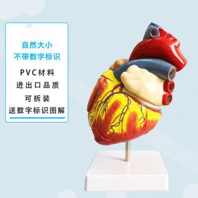 1:1人体心脏解剖模型 b超彩超可拆卸自然大心脏医学教学模型 自然大