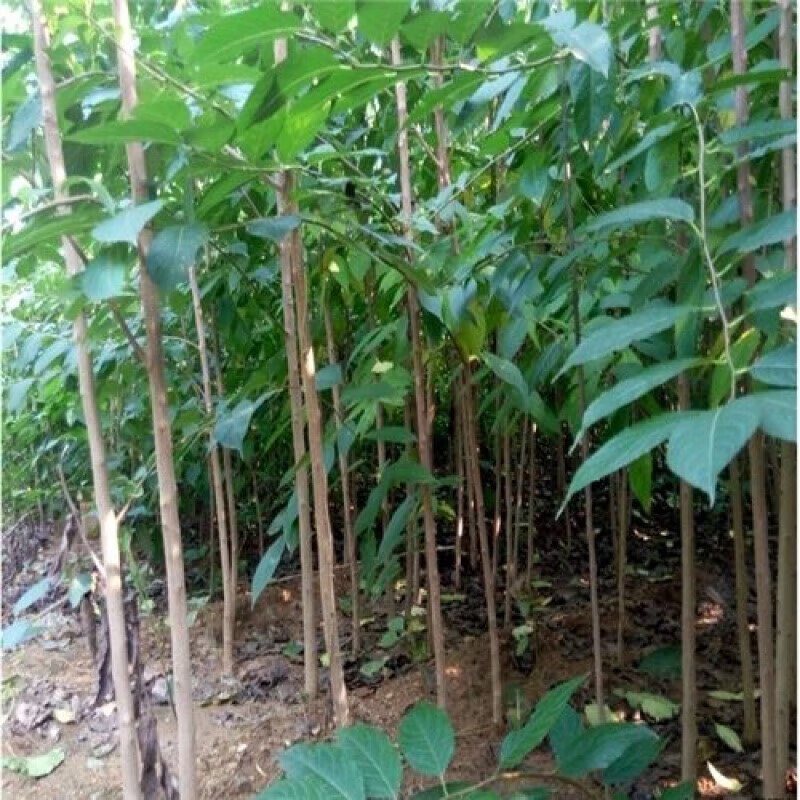 醉春木(100棵)杜仲树苗杜仲树杜仲苗杜仲树苗 试种