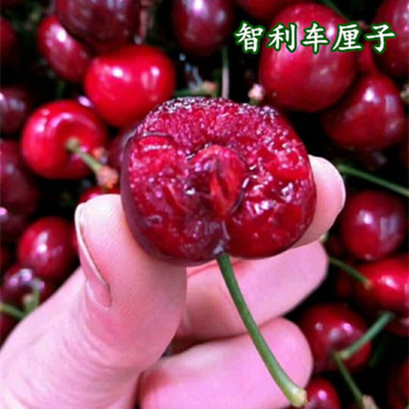 智利车厘子树苗 嫁接大樱桃树苗 庭院阳台盆栽地栽烟台车厘子苗 南北