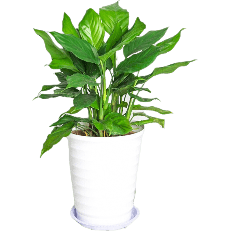 【价格走势】雅卉大绿植发财树盆栽价格及销量分析|查绿植盆栽京东历史价格