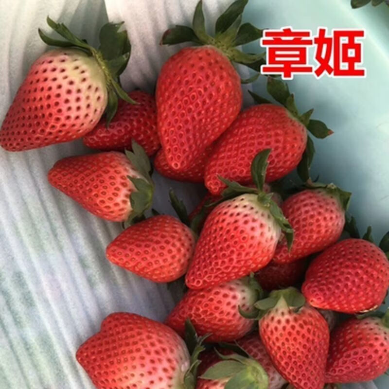 myprotein草莓奶油（lv草莓奶油一比一）-第2张图片-潮百科