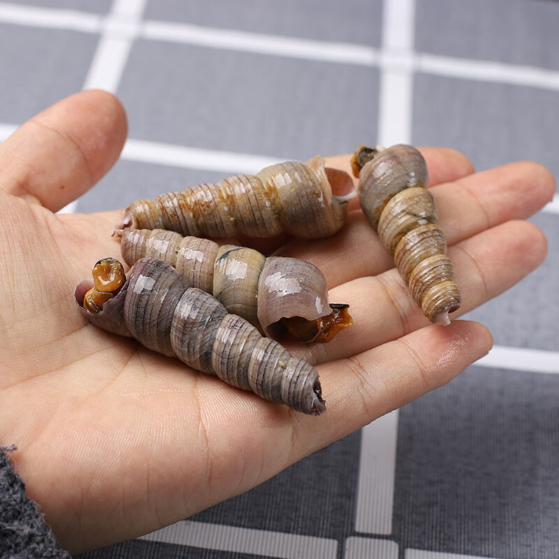 春之卉瑾钉螺鲜活三斤去尾海锥螺新鲜大钉螺贝类海捕海小海螺