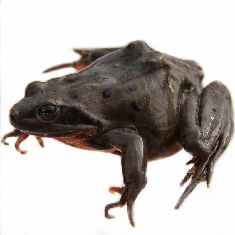 超两活林蛙母豹子活蛤蟆哈什蚂籽油多超两它雪蛤制品东北新鲜雪蛤 北