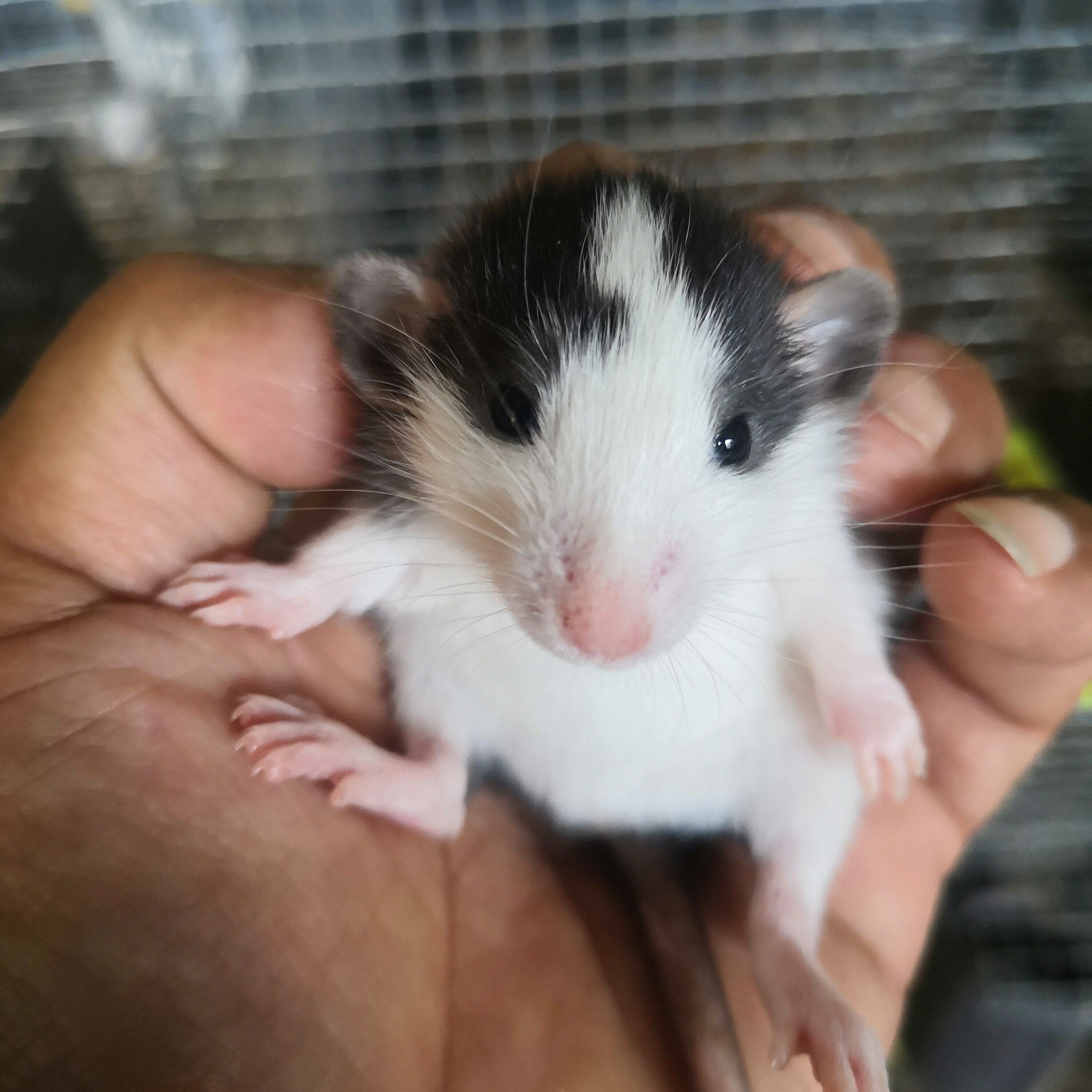 荣郁家养飞象耳花枝鼠宠物活物活体幼崽宝宝人粘人视频选 飞象耳花枝