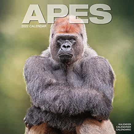 预订apes 2022 wall calendar