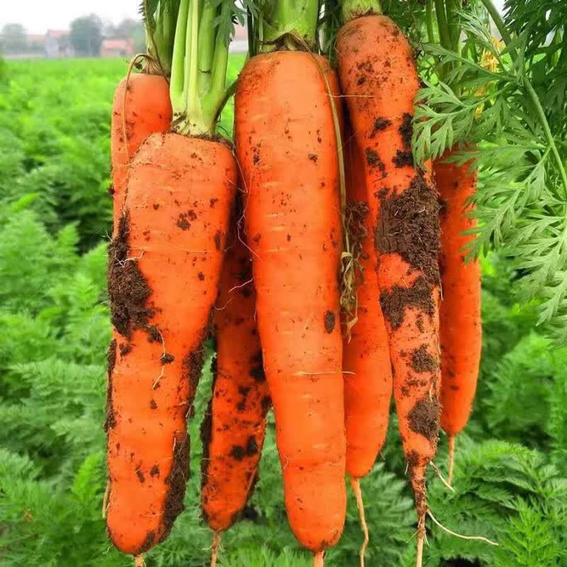 桃李村新鲜胡萝卜沙土地新鲜蔬菜水果农家自种水果胡萝卜整箱 5斤