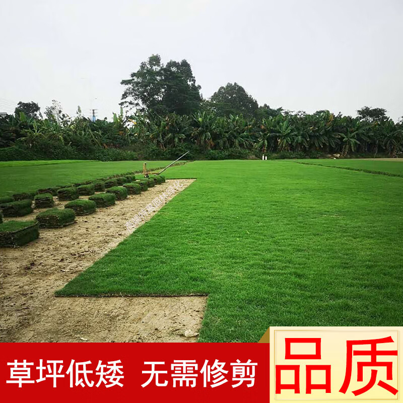 带土草坪草皮真草带泥土果岭草四季青青地毯草庭院工程绿化马尼拉 天