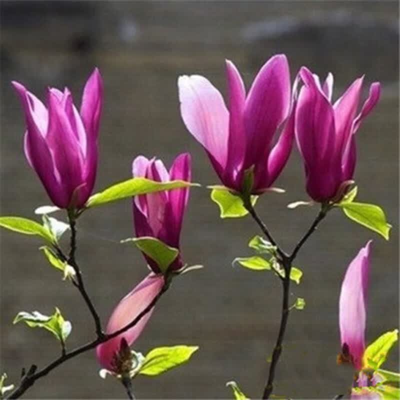 滨淇玉兰花树苗紫玉兰庭院风景树绿化苗 紫玉兰地径3公分粗 1棵怎么样,好用不?