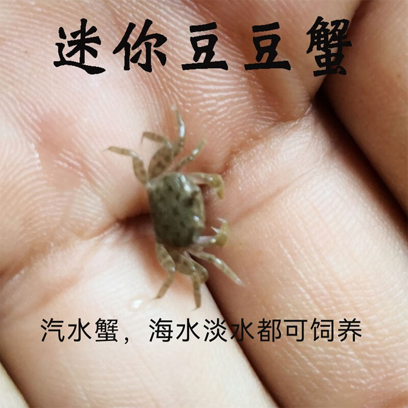 迷你豆豆蟹活体宠物桌面观赏治愈谭氏泥蟹汽水观赏吃土螃蟹 豆豆蟹 3