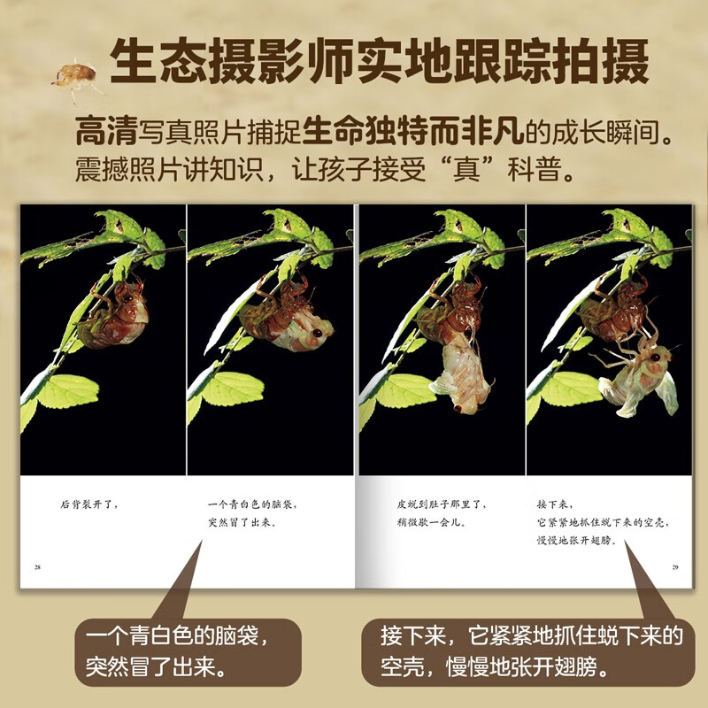生命的故事 第2辑10册 高清实拍昆虫动物世界 蚕 蝉 蟋蟀 蜗牛 蚱蜢 自然生命简史历程百科绘本 3-6岁儿童科普图书《人民日报》推荐 生命的故事 第2辑10册