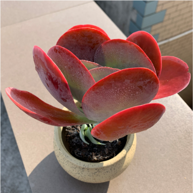 8多肉植物【唐印多头老桩】满额包邮/多肉故事馆/奇趣进口品种盆栽