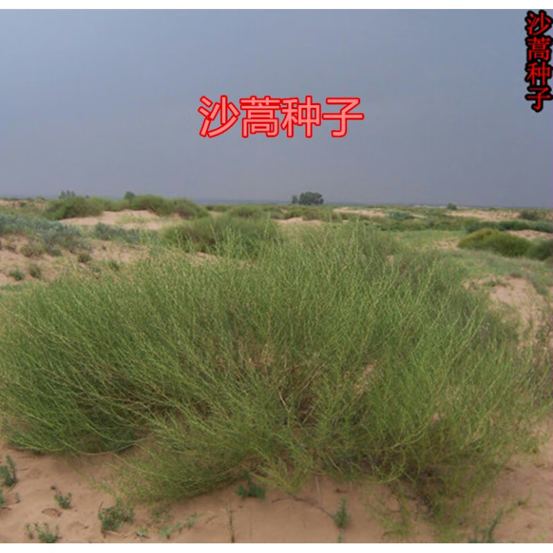 好客花乡旗舰店沙蒿种子 别名:漠蒿种子,薄蒿,草蒿,荒地蒿,荒漠蒿