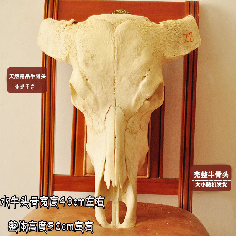 画喜云南天然大牛头骨工艺品 牦牛头骨室内外装饰品 标本店铺墙壁挂饰
