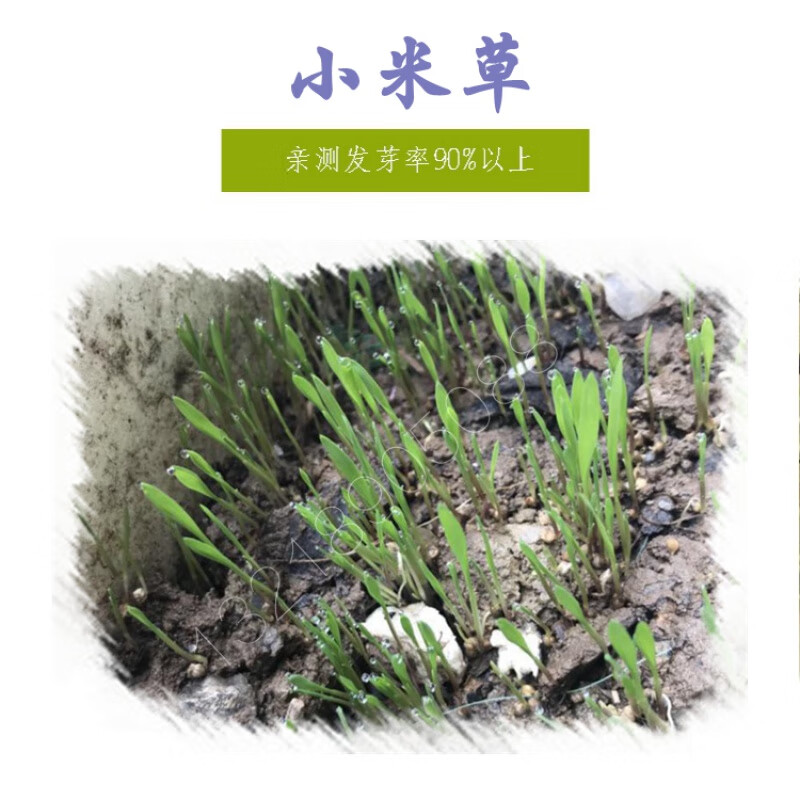 特级小米草种子【1斤起拍】