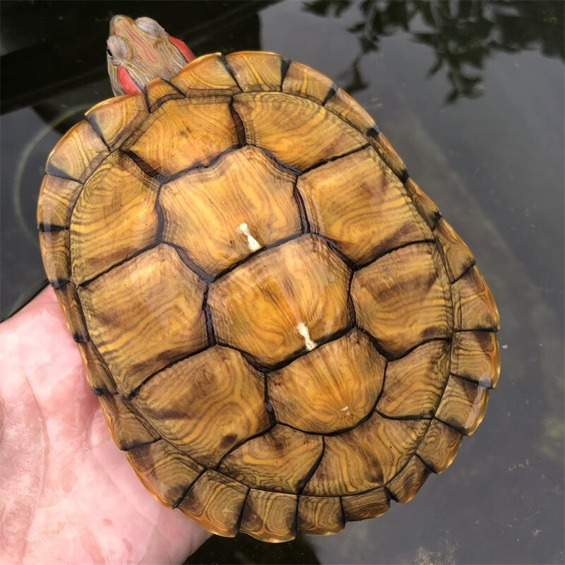 萌龟饲家宠物龟 巴西龟活物 宠物活体乌龟 半水龟小乌龟苗 观赏龟活体
