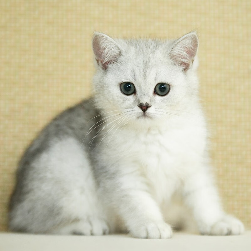 lauren【签订正规合同】银渐层纯种幼猫英国猫咪宠物级 实体店预约