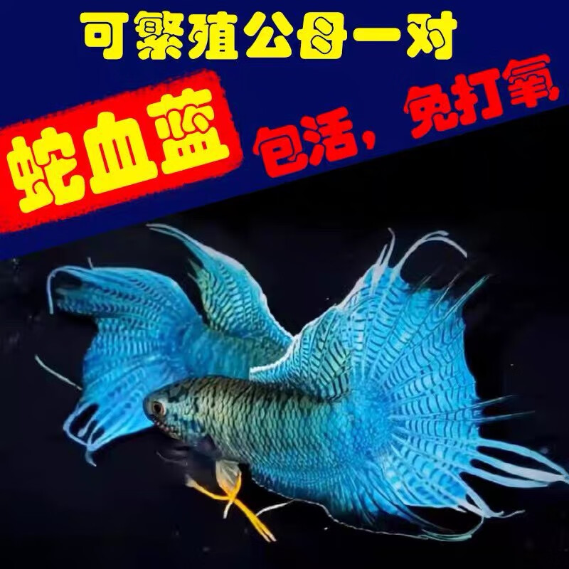莱羡朵中国斗鱼无纹蓝纹活体活鱼淡水冷水观赏鱼小型锦鲤金鱼苗好养耐