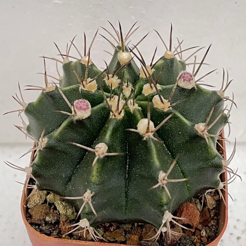 紫牡丹实生仙人球开花多肉植物室内桌面绯牡丹仙人掌小盆栽 瑞云牡丹