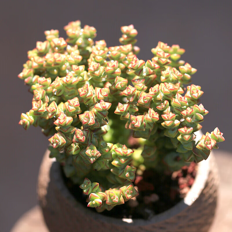小米星多肉植物大群生15头起梦想花园室内肉肉绿植盆栽花卉 小米星[大