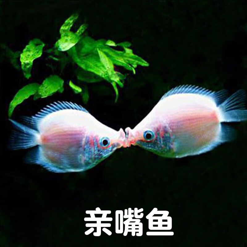 聪腾接吻鱼活体嘴鱼热带鱼观赏鱼宠物鱼草缸鱼欣赏小型鱼鱼好养 接吻