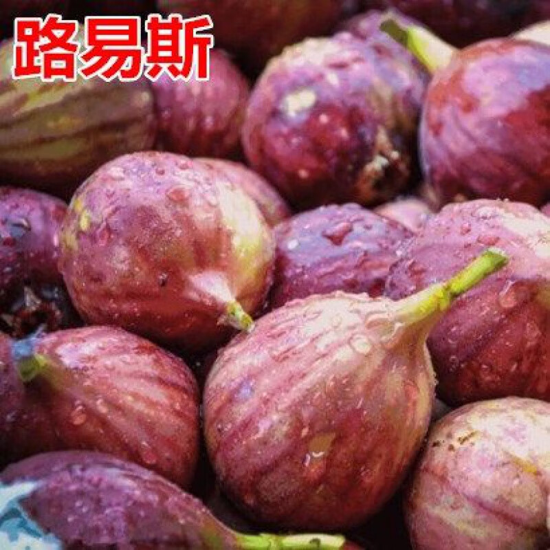 路易斯无花果4年苗 三年苗(品种留言)