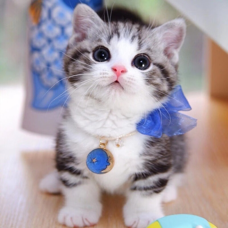 美国短毛猫美短加白起司猫咪活体宠物猫美短宠物猫咪幼崽猫咪活物幼猫