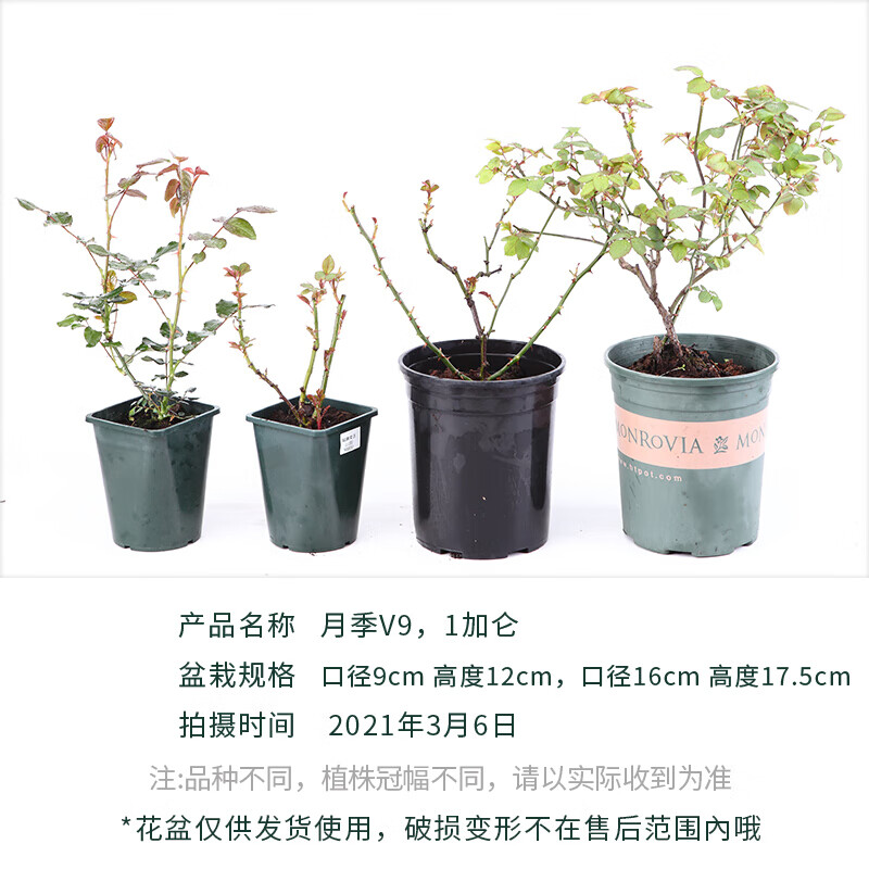 灌木 相关京东优惠商品潜力降序 价格图片品牌优惠券 虎窝购