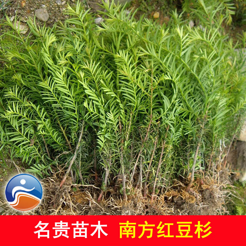 花姬 正宗南方红豆杉树苗 珍稀名贵苗木 红豆杉绿植盆景盆栽大苗小苗