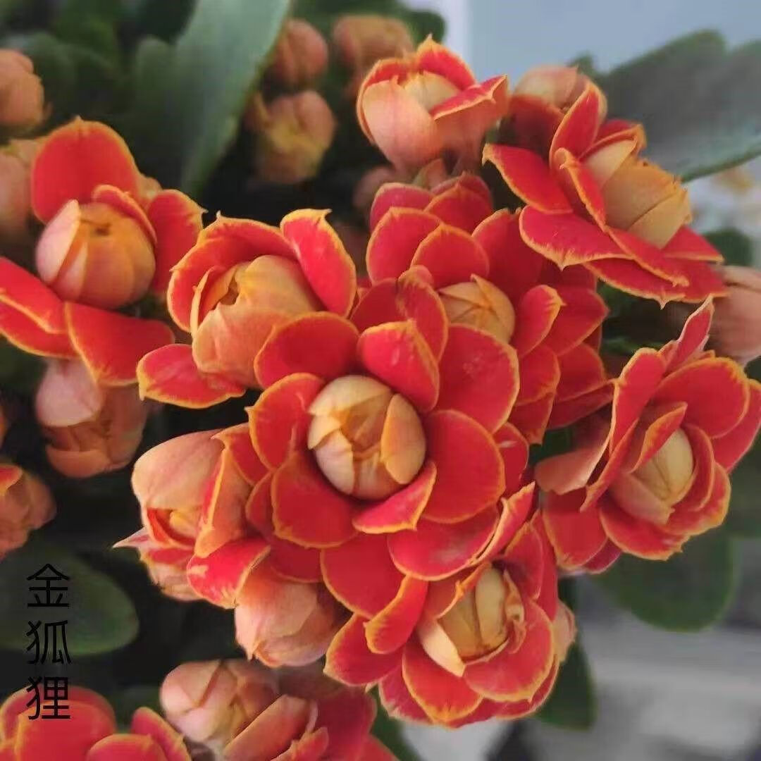 光芒--大花金狐狸 带盆栽好