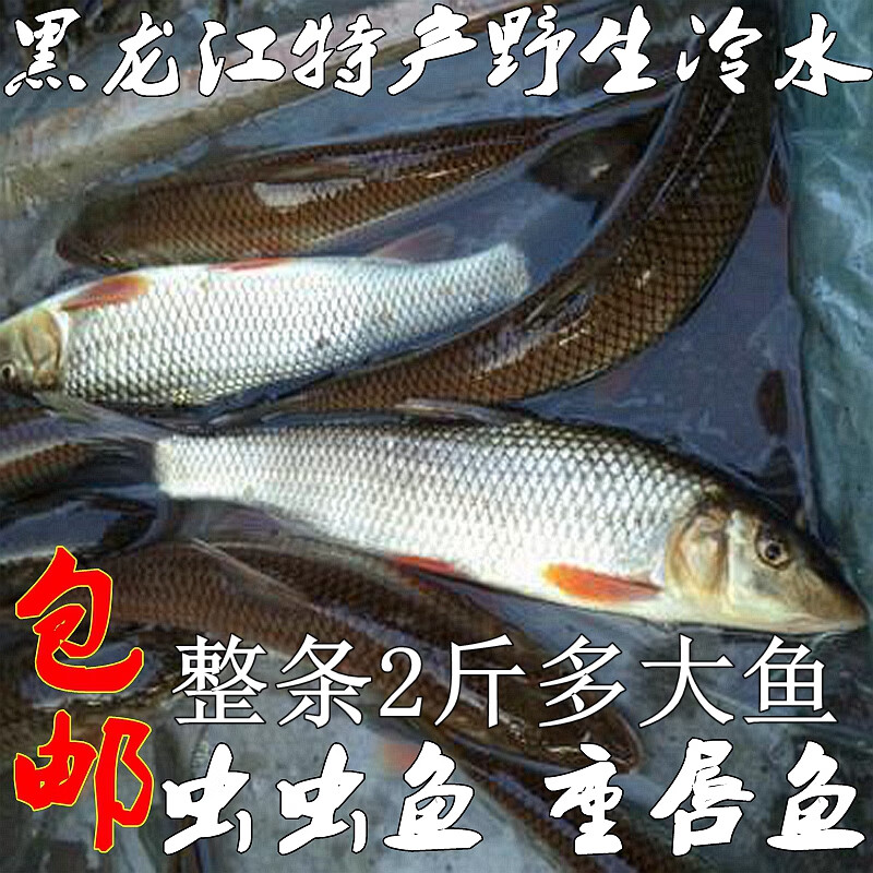 十里馋抚远特产虫虫鱼整条开江鱼冬捕鱼乌苏里江水5斤重唇鱼江虫虫鱼