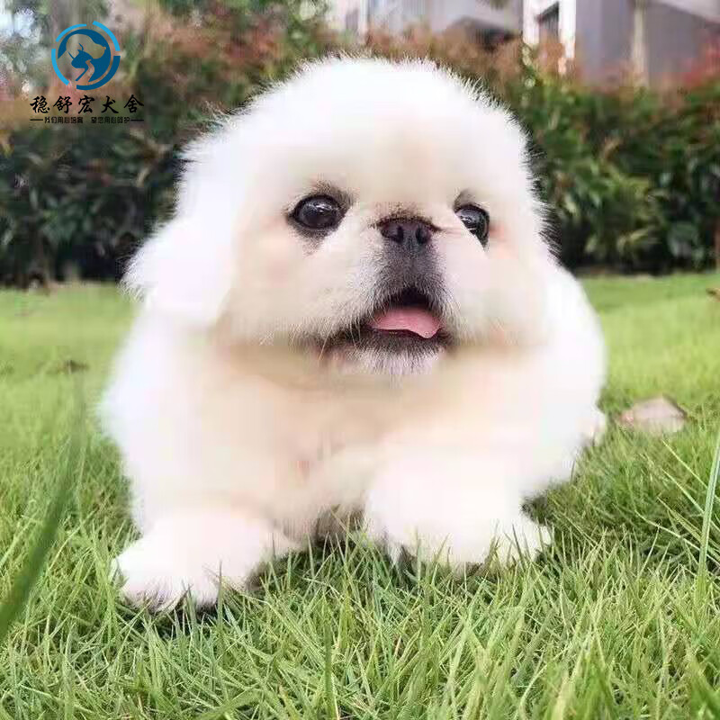 【30天保障】纯种京巴幼犬北京犬狗狗活体宠物狗幼崽小型犬小狗崽活物