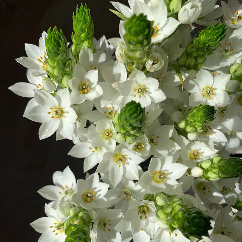 姒桀新鲜雀梅圣心直发昆明基地直批家用室内水养鲜切插花 雀梅鲜花10